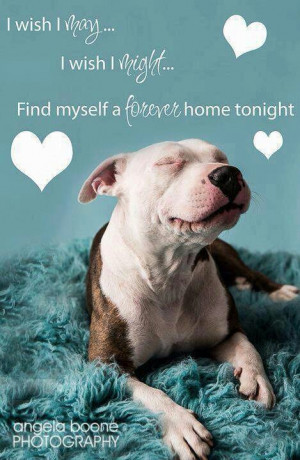 rescue a homeless dog