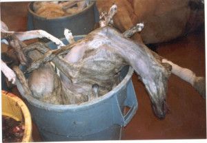 Australia is the main player in creating, promoting and encouraging ...