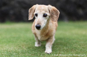 19 year old Dachshund Tiffi by Deb McGuire Pet Photographer