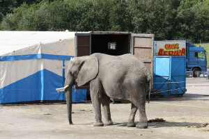 Unexpected Encounter The Cikus Camp Steve Digicams Forums