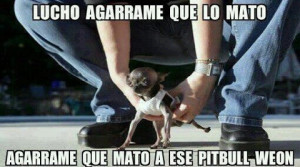 ... pelear con un perro pitbull y le pide a Lucho que lo agarre o lo mata