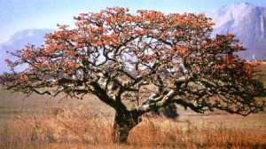 Lucky bean tree2014 International, Rhodesia Zimbabwe, Dreams Forests ...