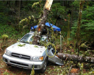 Be Careful When You Go Camping in the Woods (5 pics)