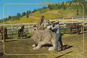 Big Jack Rabbits Saddling up big jack