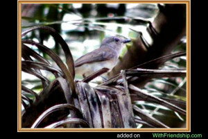Mangrove Whistler Picture Slideshow