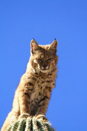 Nature photographer Curt Fonger stumbled upon a bobcat sitting atop a ...