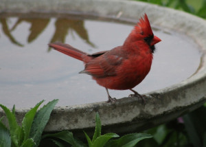 Photo Share: Northern Cardinal and Black-capped Chickadee