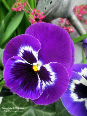 Annual ~ Purple Pansy (Garden of Len & Barb Rosen) Lens Barbed, Purple ...