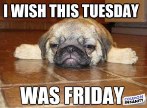 10/21/2013 1:06 PM 78007 8DAW_-Tuesday--Friday-Dog.jpg