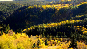 Aspen Leaf Colorado Gold