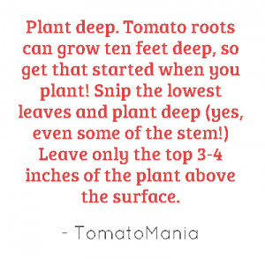 Plant deep. Tomato roots can grow ten feet deep, so