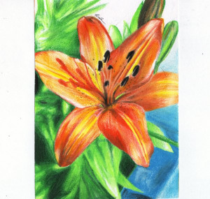 tiger lily flower drawing