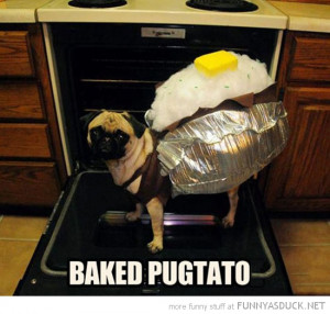baked pugtato dog animal pug costume potato funny pics pictures pic ...