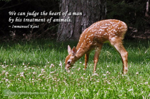 Deer Hunting Sayings And Quotes Sayings, quotes: immanuel kant