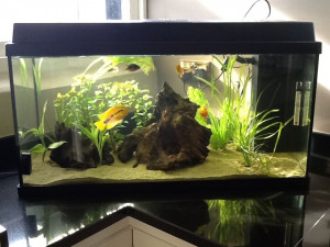 Tropical Fish Aquarium
