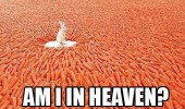 funny-in-heaven-rabbit-bunny-carrots-pics-170x100.jpg