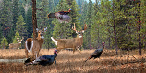 Whitetail Deer Hunting Quotes