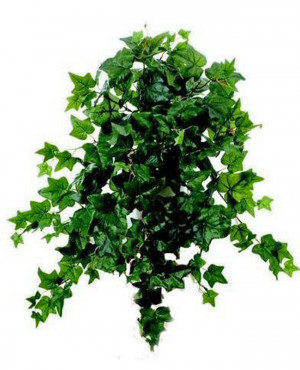 English Ivy Available Flats...
