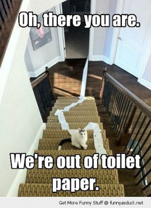 cat stairs lolcat animal toilet paper funny pics pictures pic picture ...