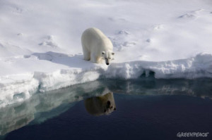 29 June 2009 Polar bear in Greenland