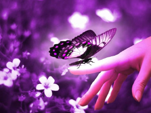 Butterflies Purple Butterflies ♡