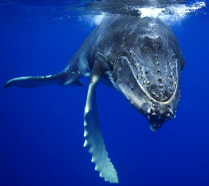 Blue Whale Gray Humpback...