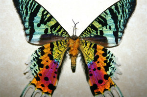 The Most Beautiful Insect