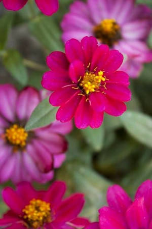 Pink flowers via www.Facebook.com/InspiringQuotesWithPennyLee