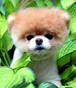 Your daily dose of cute: Is this the world’s cutest dog?