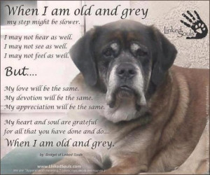 When I'm Old and Grey - A Poem by a Dog