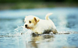 Cute Puppy in Water