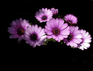 صورة زهورفواصل متحركة على عرب ليديز