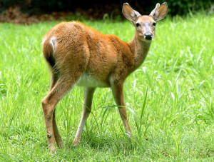 deer hunting bible verses