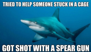 Funny Shark