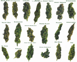 Different Weed Strains