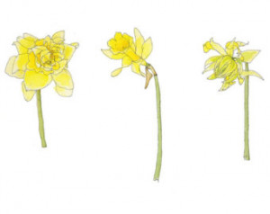 Yellow Spring Daffodils...