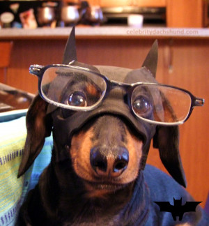 Funny Dachshund Picture