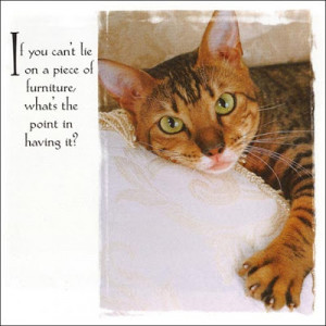 Cat on the Furniture Quote . . .