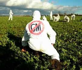Anti-GMO activists use all sorts of tactics