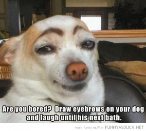 bored draw eyebrows dog animal laugh till next bath funny pics ...