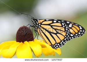 ... butterfly sipping nectar from a Brown Eyed Susan flower. - stock photo
