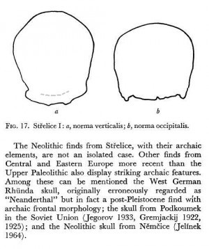 Hominid Skulls Comparison