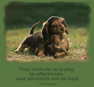 Motivate Us To Play Be Affectionate Seek Adventure And Be Loyal - Dogs ...