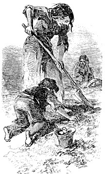Searching for potatoes (Lumpers, no doubt) during famine times in ...