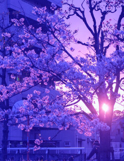 photography art girl tumblr fashion indie tattoo boy pink purple skin ...