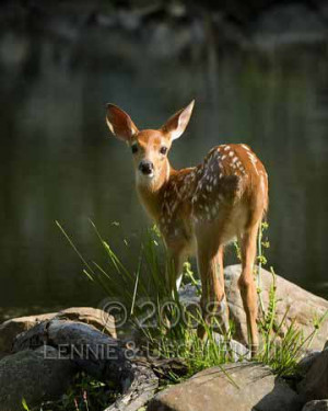 Fawn-standing-on-island.