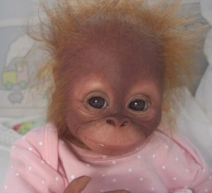 Reborn Baby Orangutan