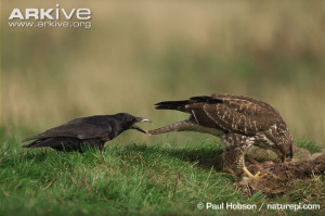 birds raven tails ravens Crows crow corvid corvidae