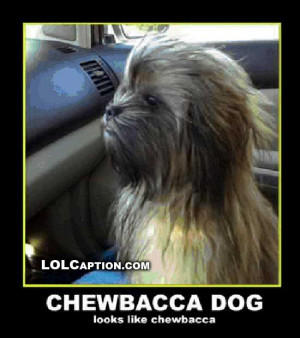 chewbacca-dog-demotivational-pictures-lolcaption-funny