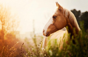 longshotxodreamer hub